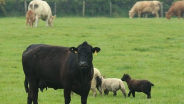 168极速赛车开奖结果历史|查询开奖记录 Cattle and Sheep in Wicklow Field, Ireland